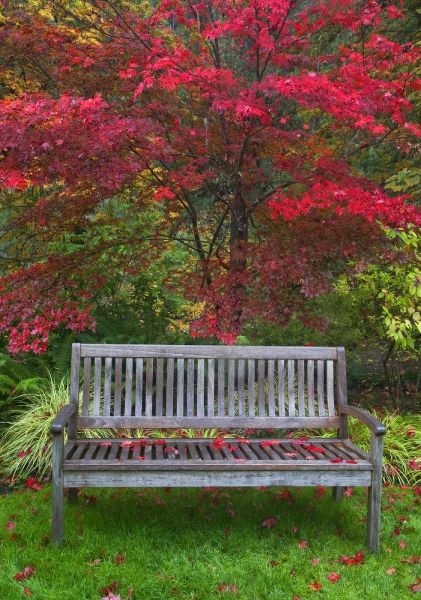 Carter, Jean 아티스트의 OR Garden bench and Japanese maple tree작품입니다.